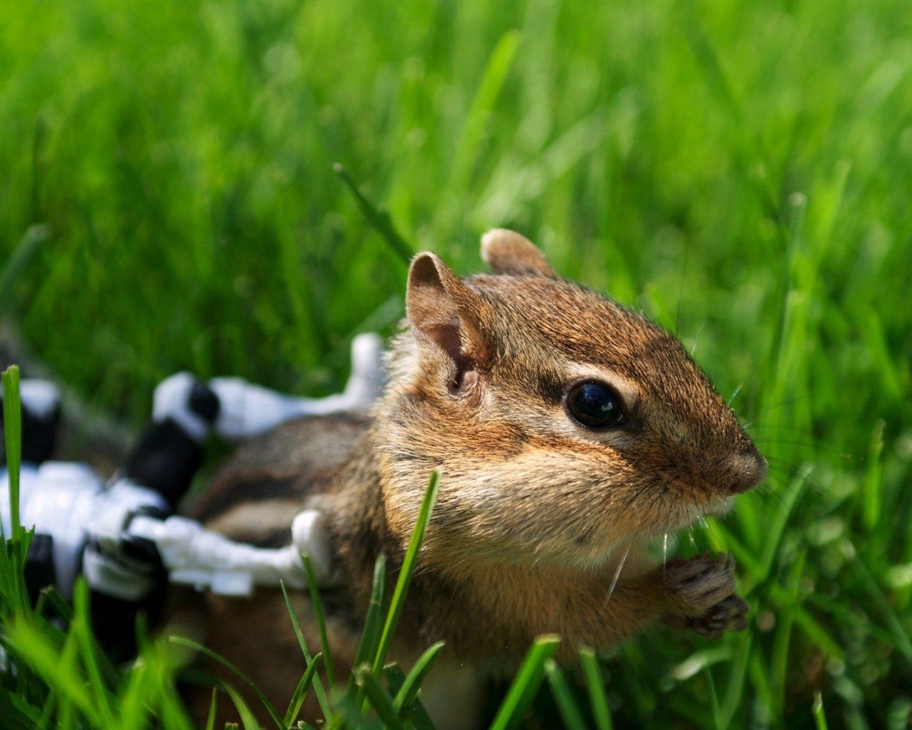 Cute chipmunk wallpaper #17 - 1280x1024