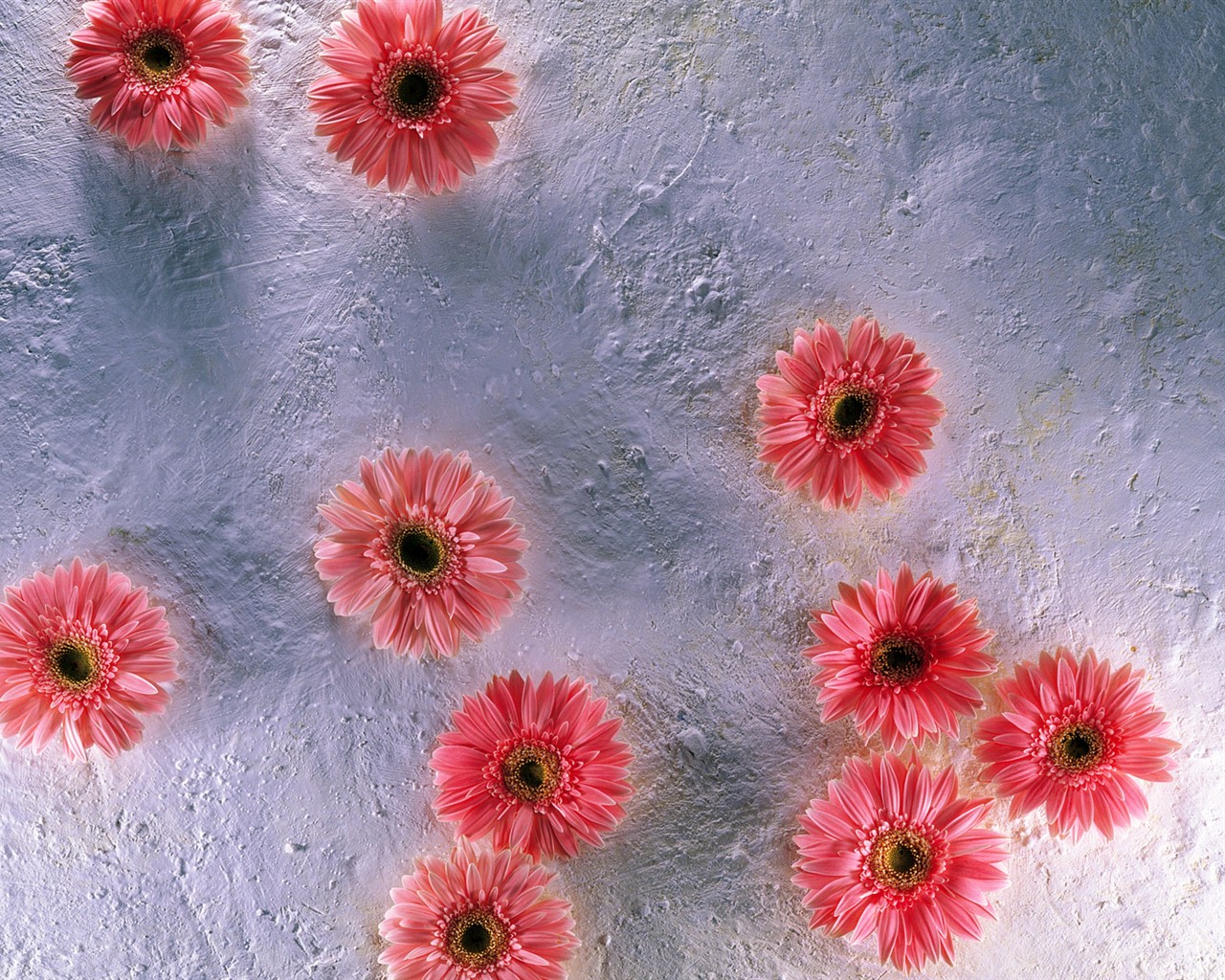 Indoor flower wallpaper (1) #25 - 1280x1024