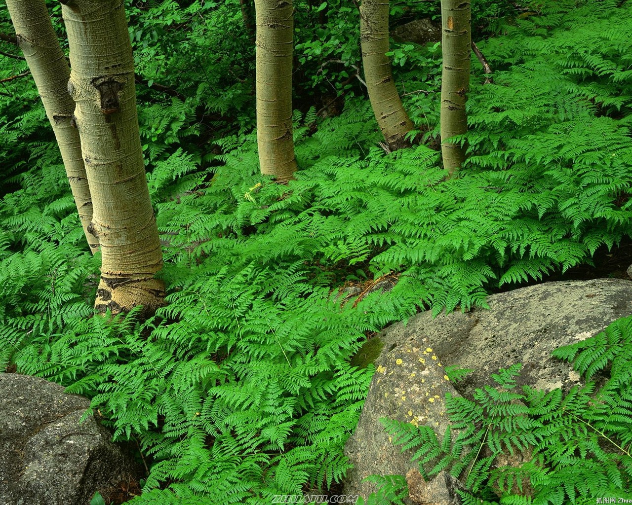 폭포 숲의 HD 배경 화면 #4 - 1280x1024