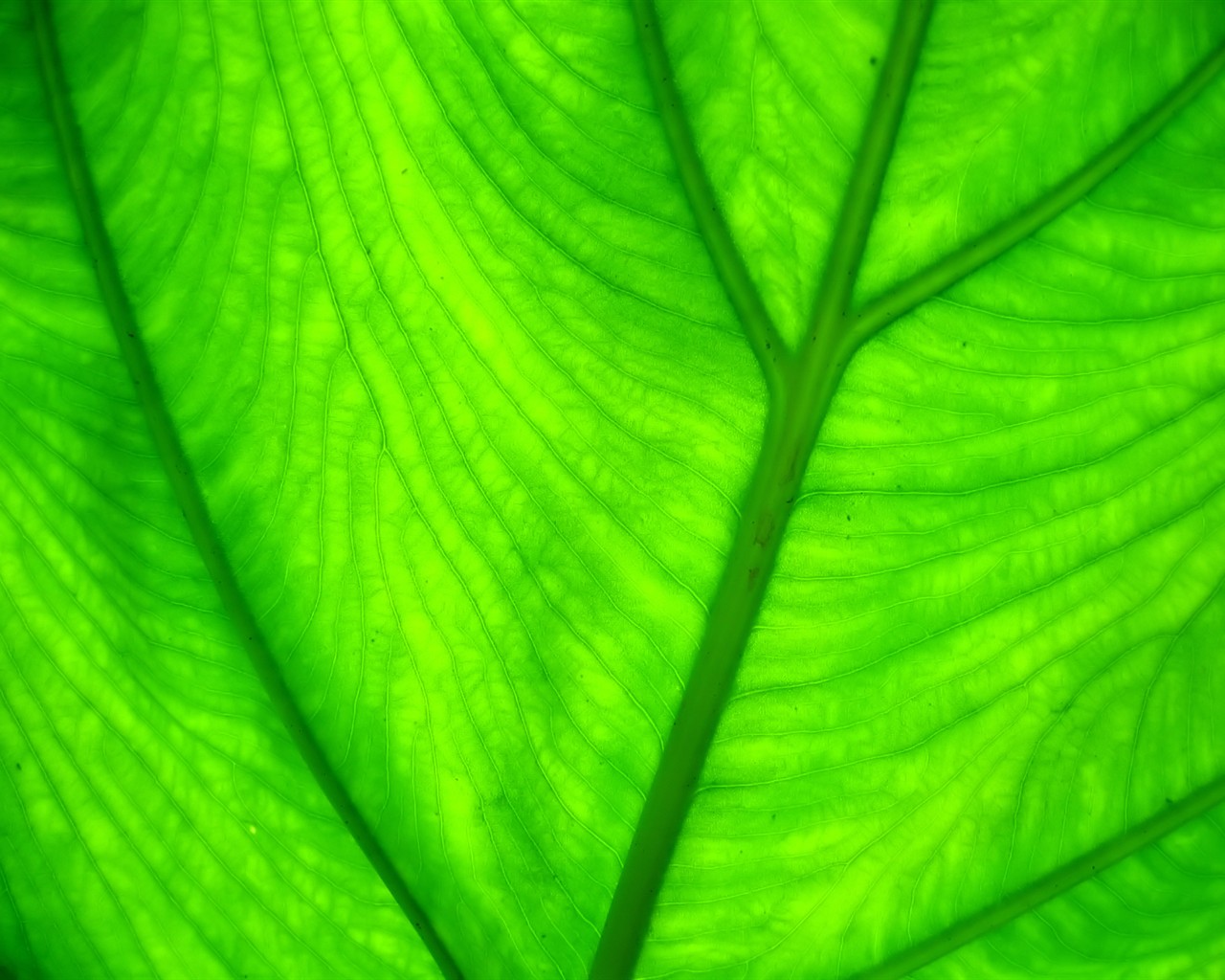 Vista rostlin tapetu (7) #29 - 1280x1024