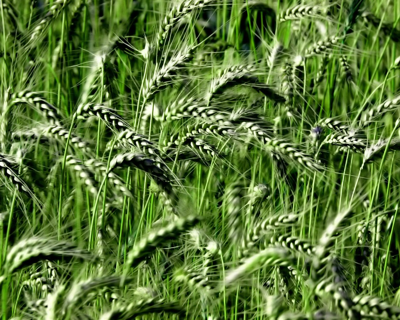  Vistaの植物の壁紙(8) #37 - 1280x1024