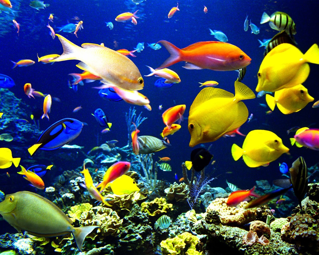 해양 생명 바탕 화면 선택 (1) #40 - 1280x1024