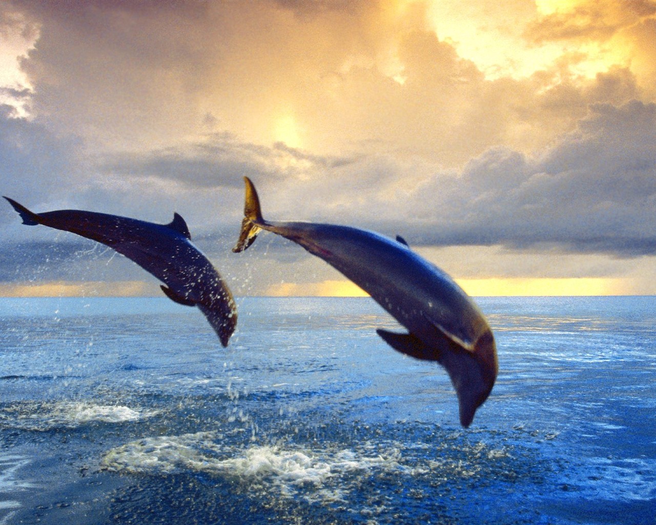 Marine Life Wallpaper Selection (2) #5 - 1280x1024