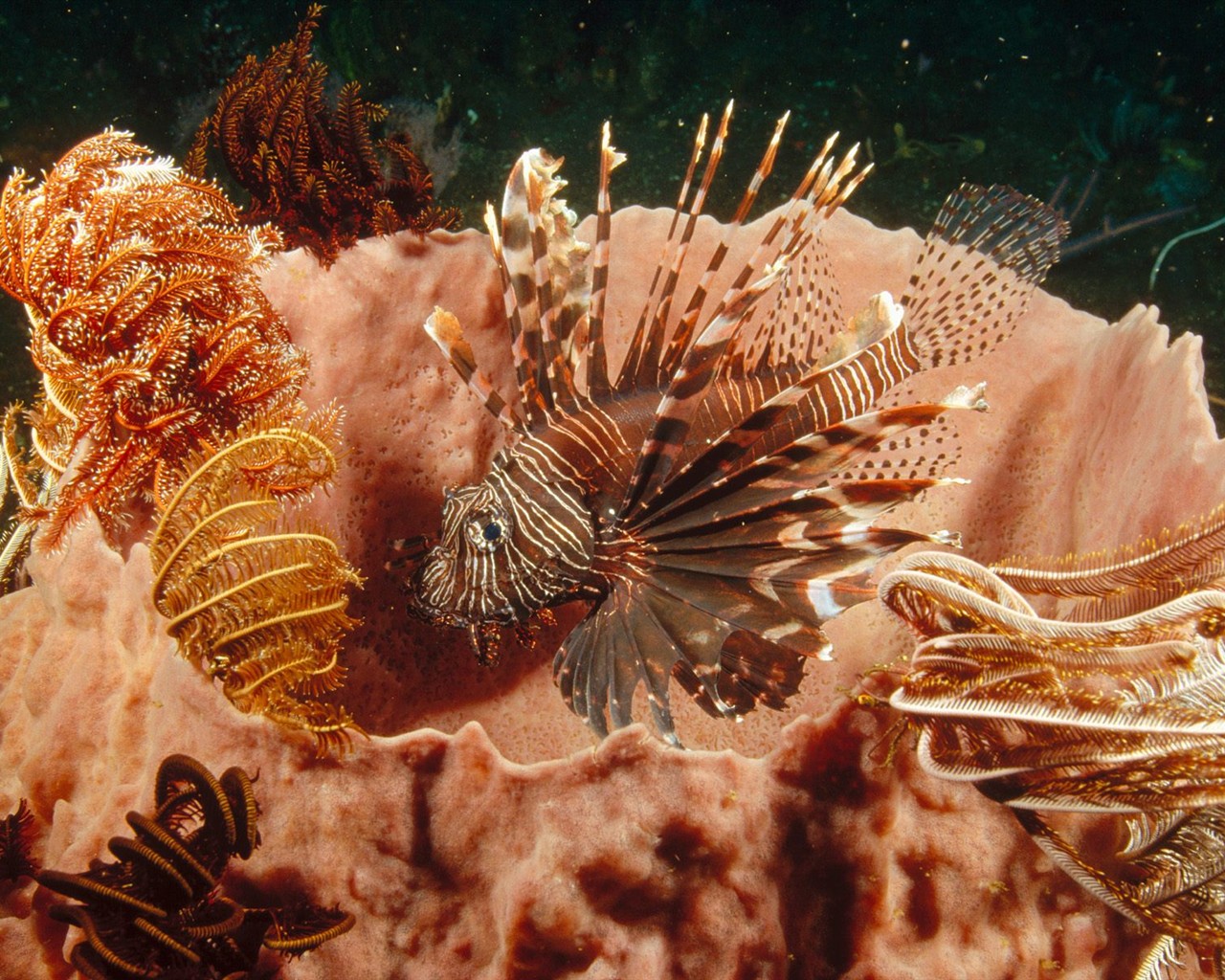 Marine Life Wallpaper výběr (2) #40 - 1280x1024