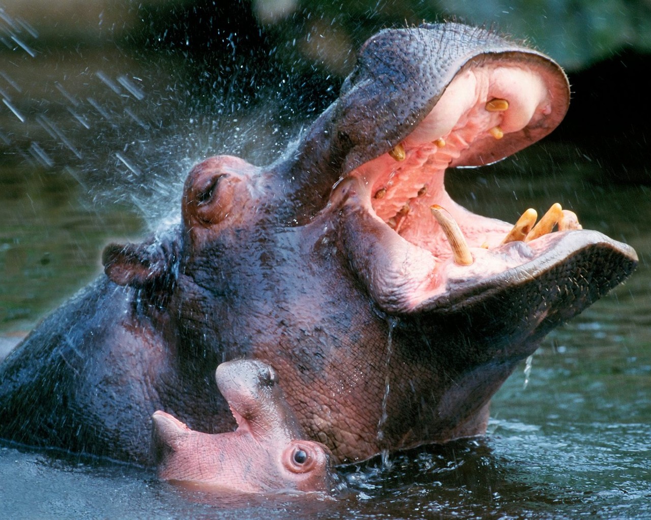 Hippo Foto Wallpaper #1 - 1280x1024