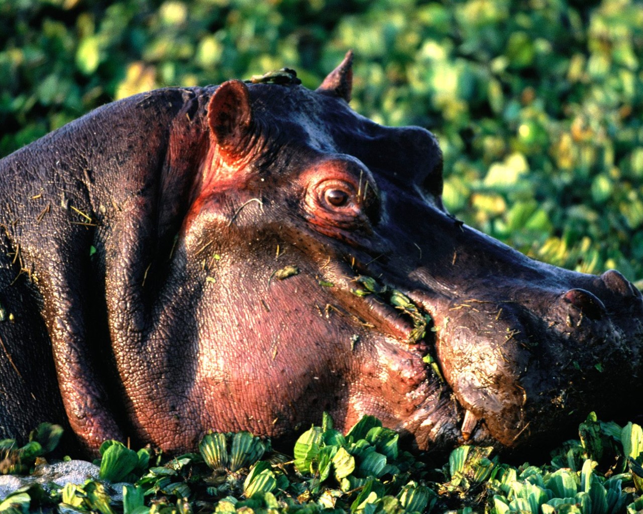 Hippo Foto Wallpaper #5 - 1280x1024