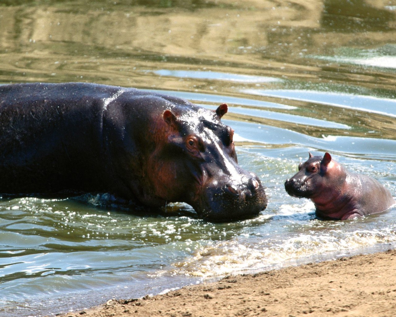 Hippo Foto Wallpaper #7 - 1280x1024