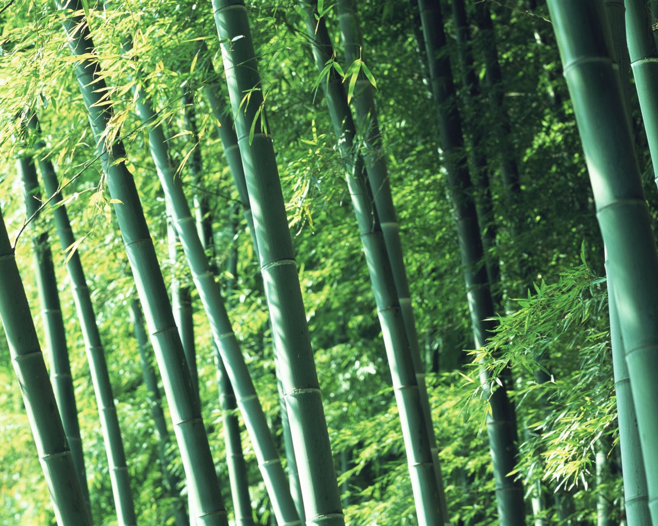 Papel tapiz verde de bambú #2 - 1280x1024