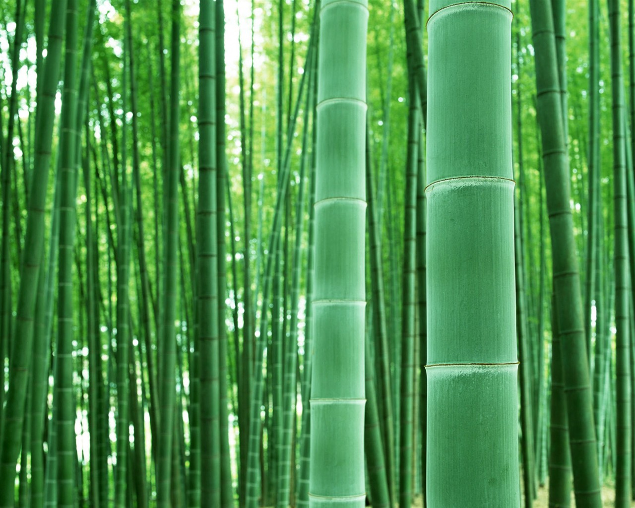 Papel tapiz verde de bambú #4 - 1280x1024