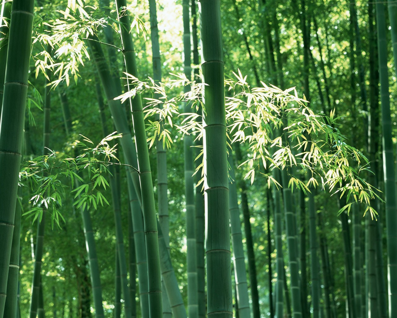 Papel tapiz verde de bambú #6 - 1280x1024