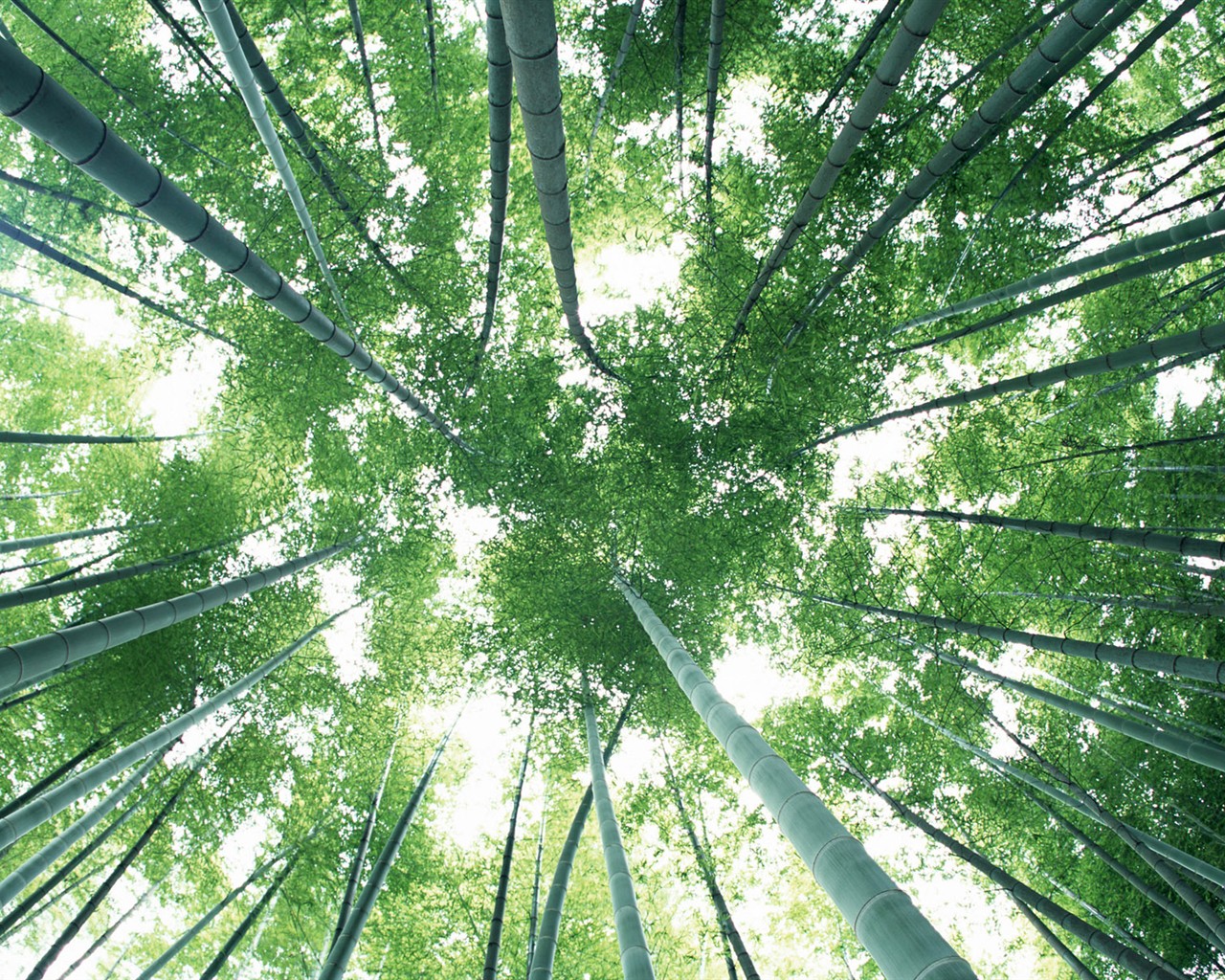 Papel tapiz verde de bambú #8 - 1280x1024