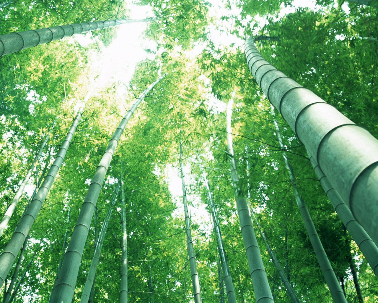 Papel tapiz verde de bambú #14 - 1280x1024