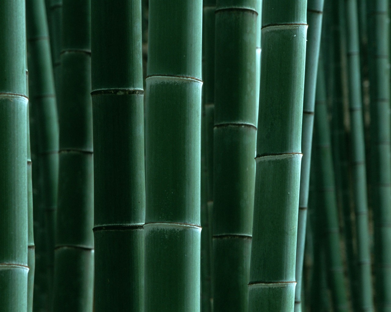 Papel tapiz verde de bambú #16 - 1280x1024