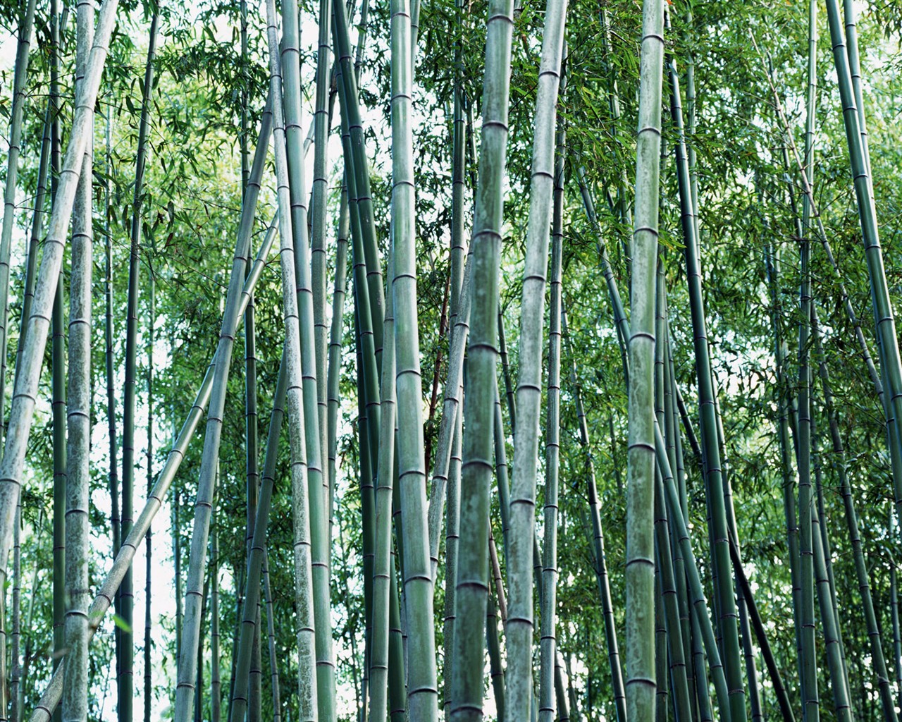 グリーン竹の壁紙 #18 - 1280x1024