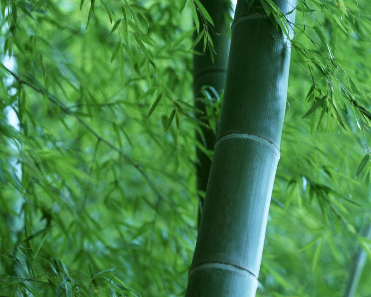 Papel tapiz verde de bambú #19 - 1280x1024
