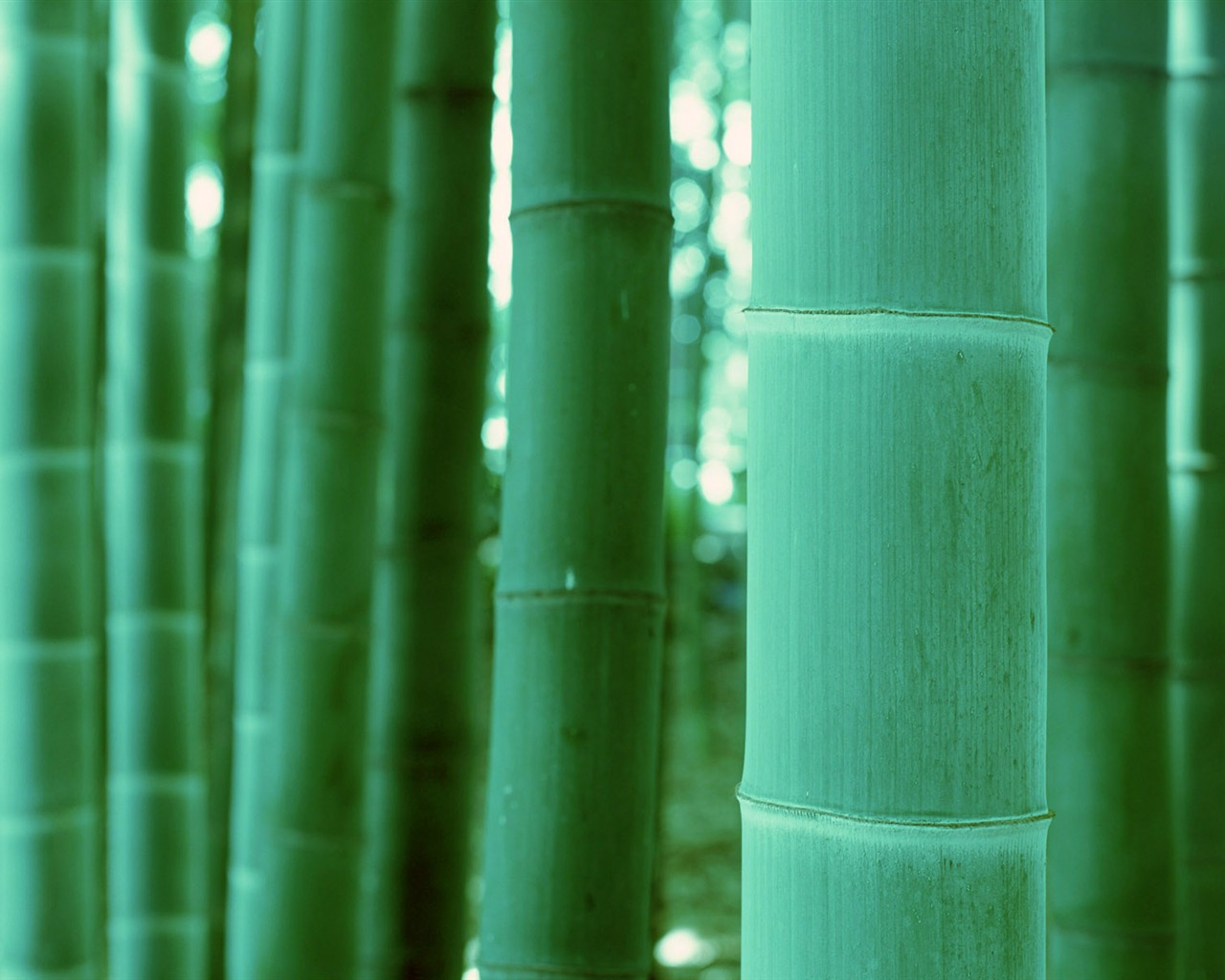 グリーン竹の壁紙 #20 - 1280x1024