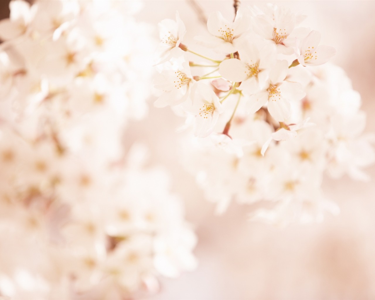 Soft Focus květina Tapeta #3 - 1280x1024