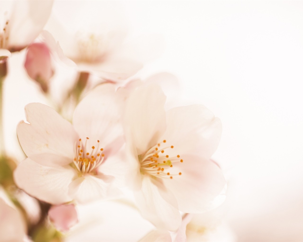 Soft Focus květina Tapeta #15 - 1280x1024