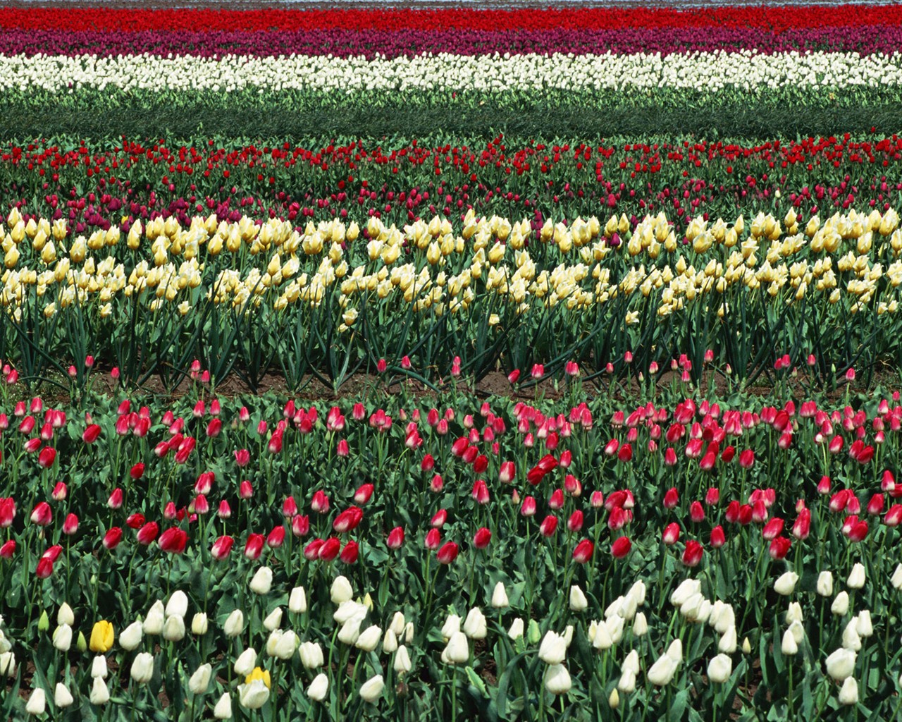 Tulip HD Tapety Album #5 - 1280x1024