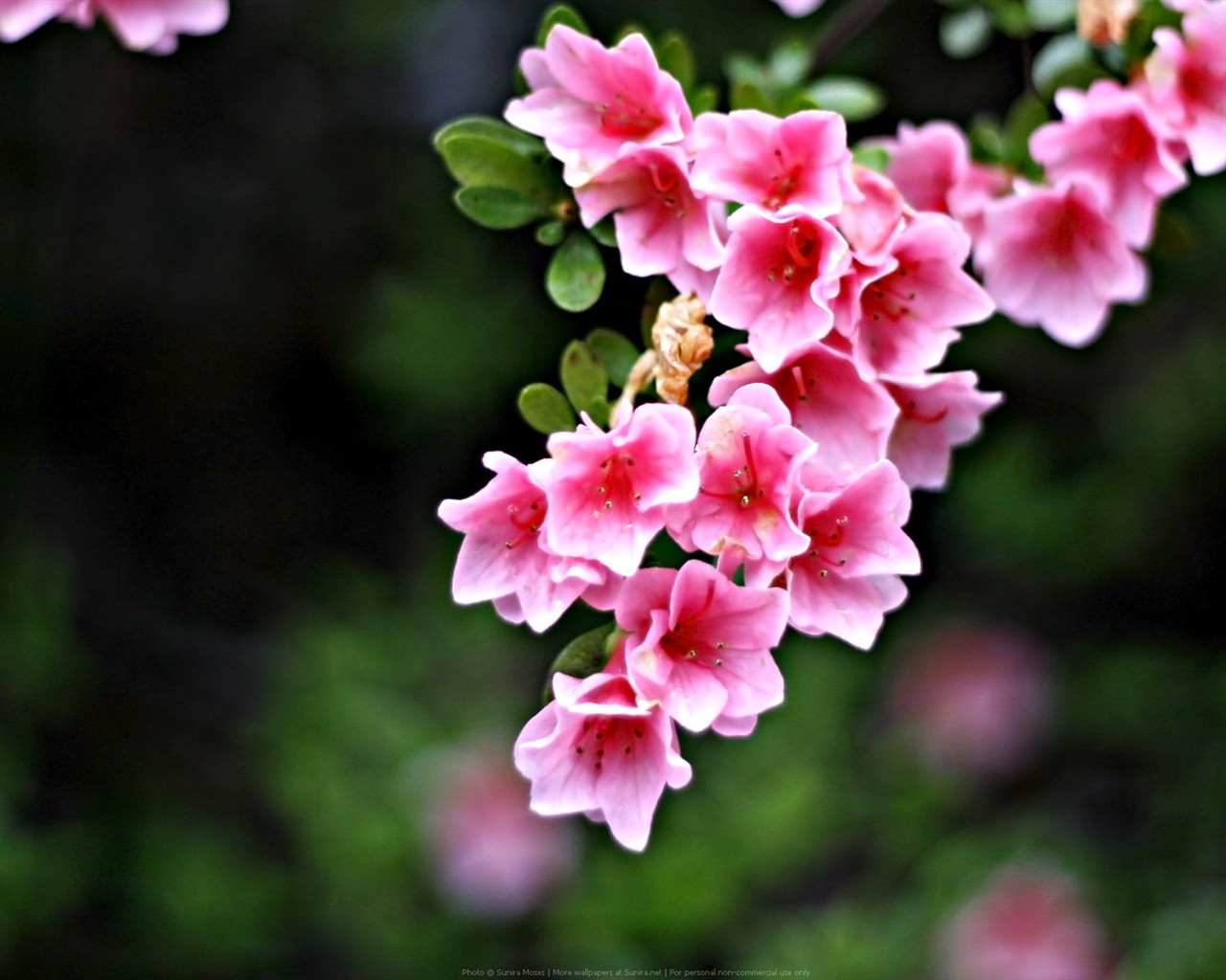 Flower wallpaper high definition #1 - 1280x1024