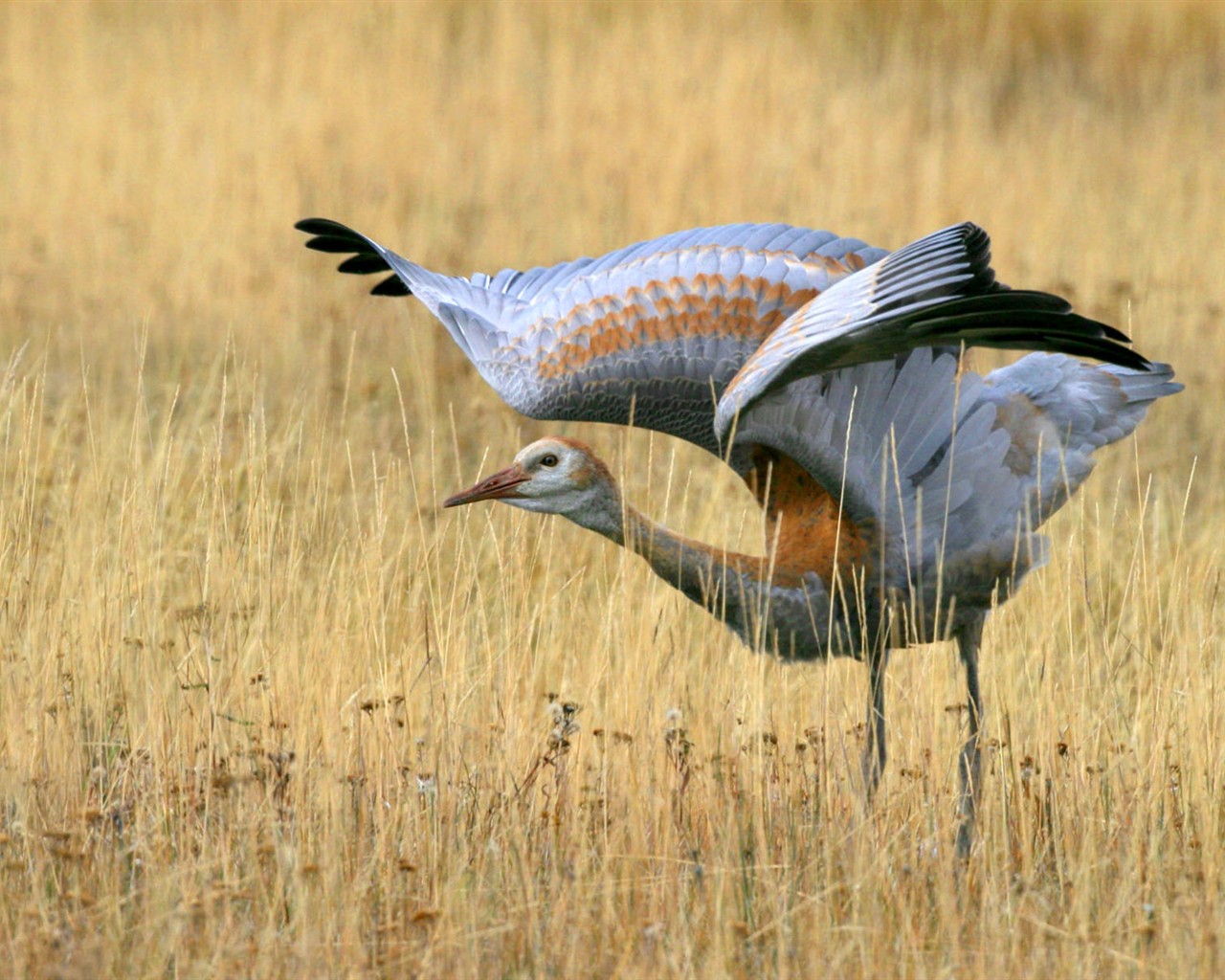 HD Photo Bilder Vögel #2 - 1280x1024