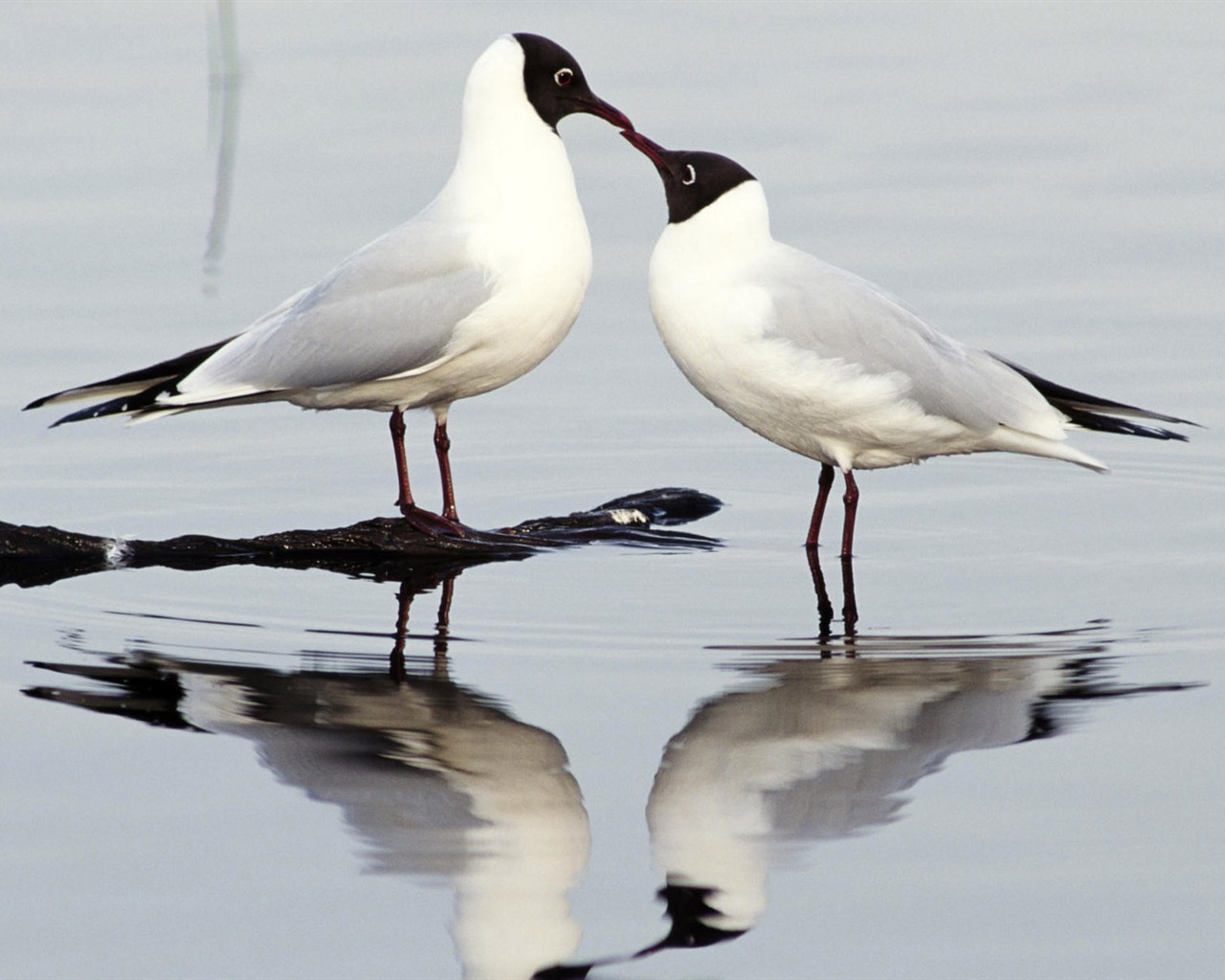 Fonds d'écran HD Photo Oiseaux #3 - 1280x1024