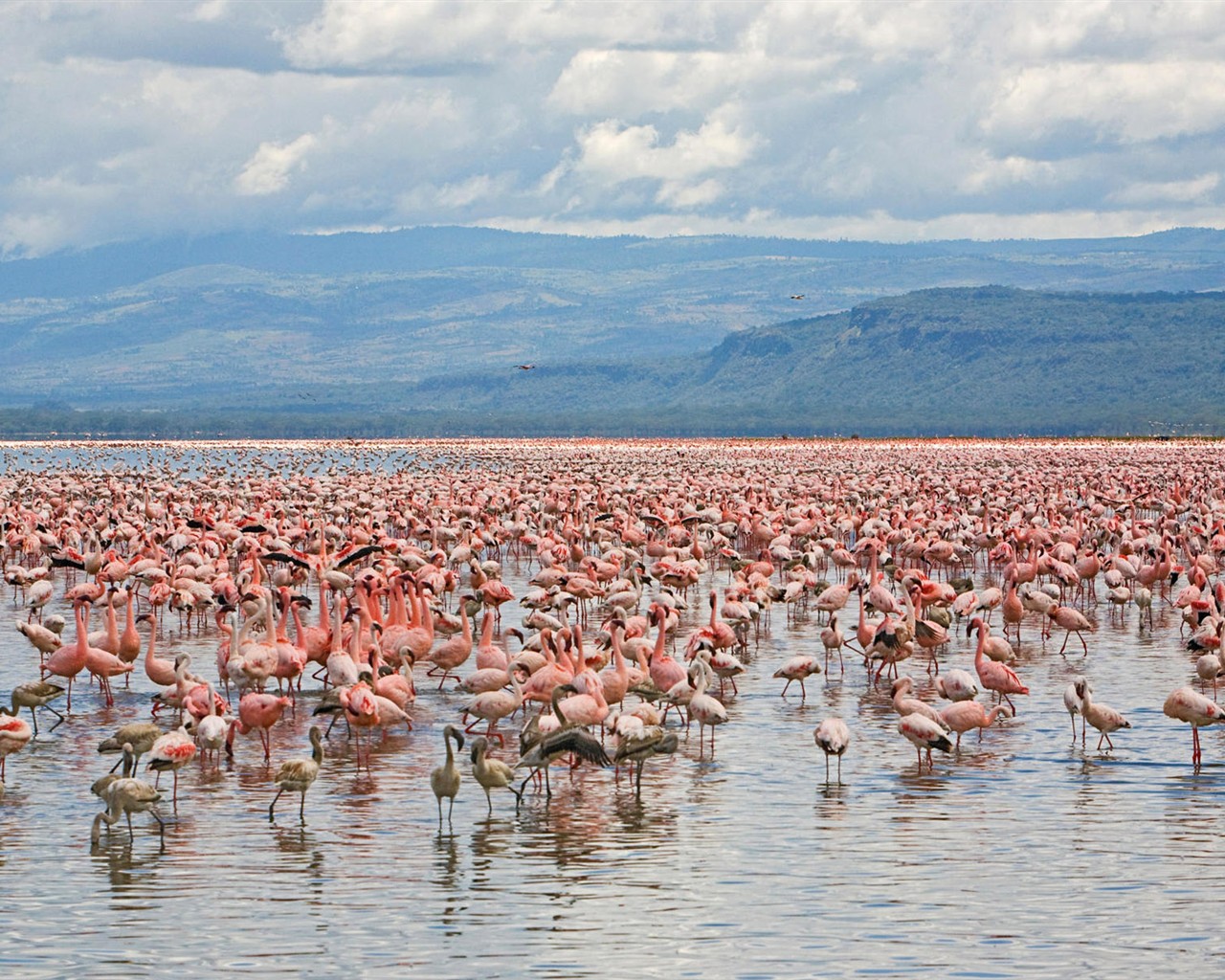 HD Fondos de Aves de fotos #5 - 1280x1024