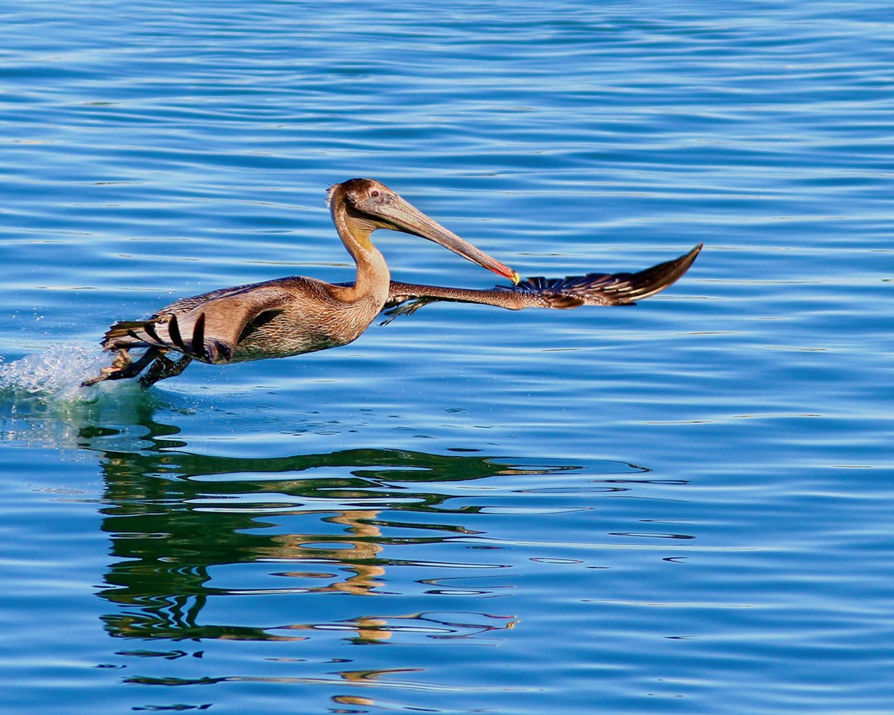 Fonds d'écran HD Photo Oiseaux #7 - 1280x1024