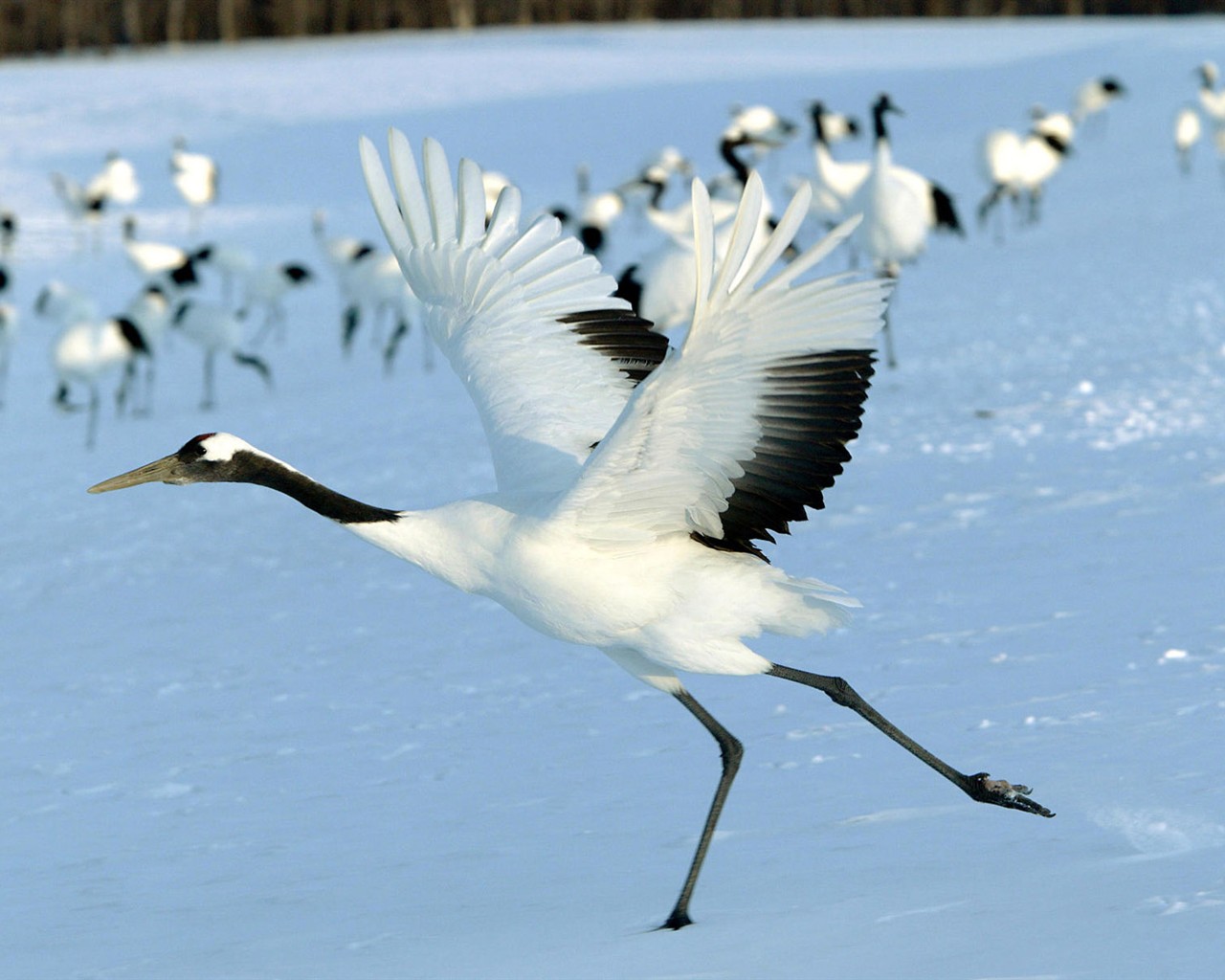 Fonds d'écran HD Photo Oiseaux #8 - 1280x1024