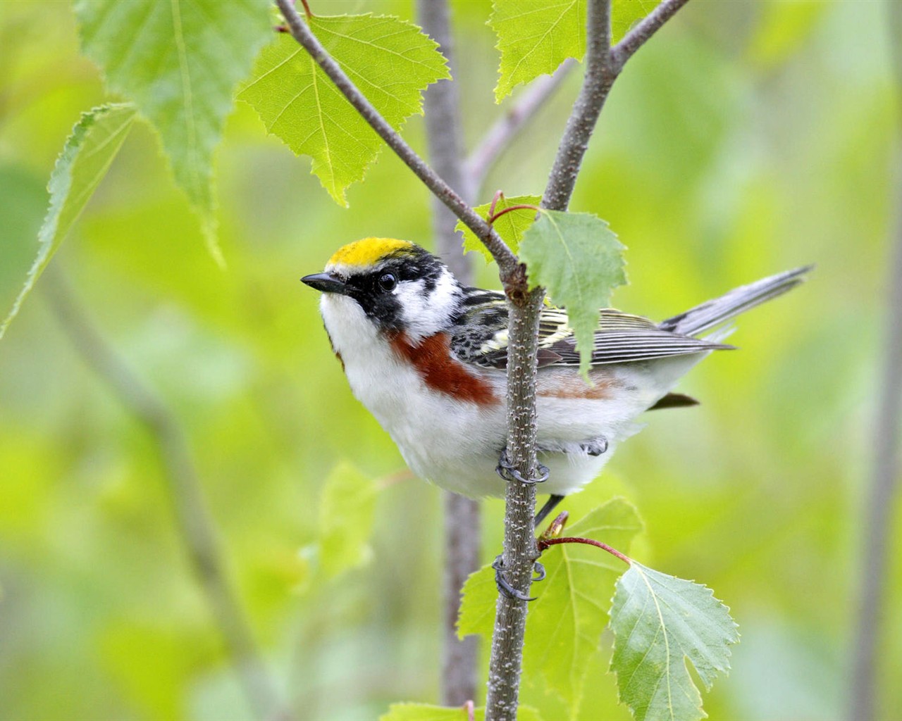 Fonds d'écran HD Photo Oiseaux #19 - 1280x1024