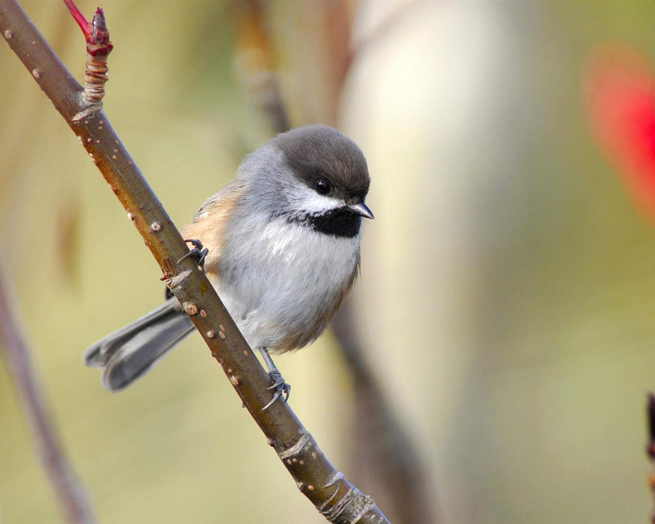 Fonds d'écran HD Photo Oiseaux #20 - 1280x1024