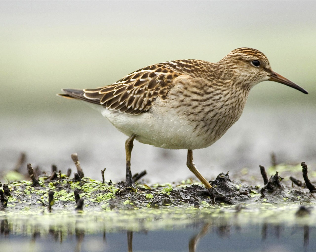 HD Fondos de Aves de fotos #28 - 1280x1024