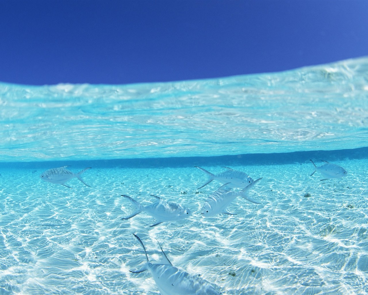 馬爾代夫的水和天 #23 - 1280x1024