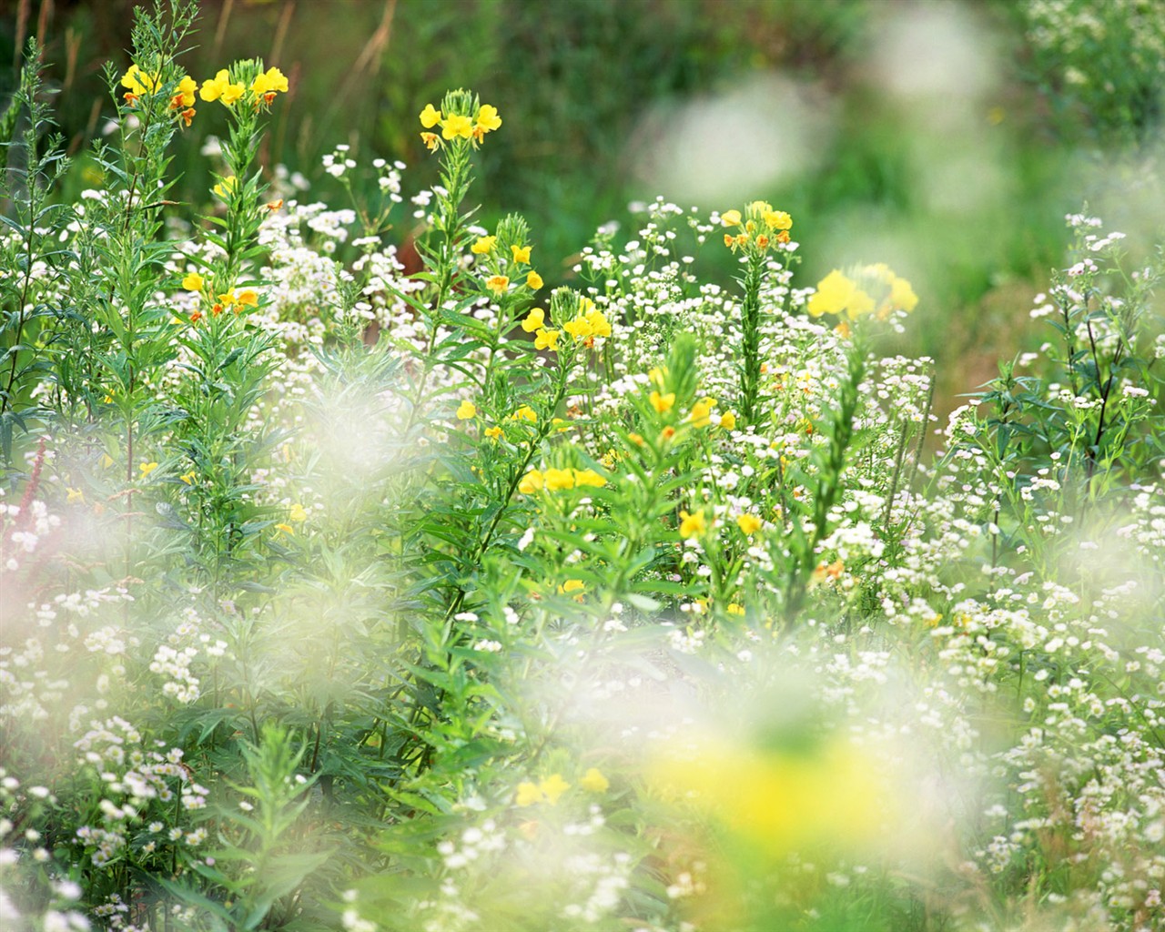 Wildflower Hintergrundbilder #4 - 1280x1024