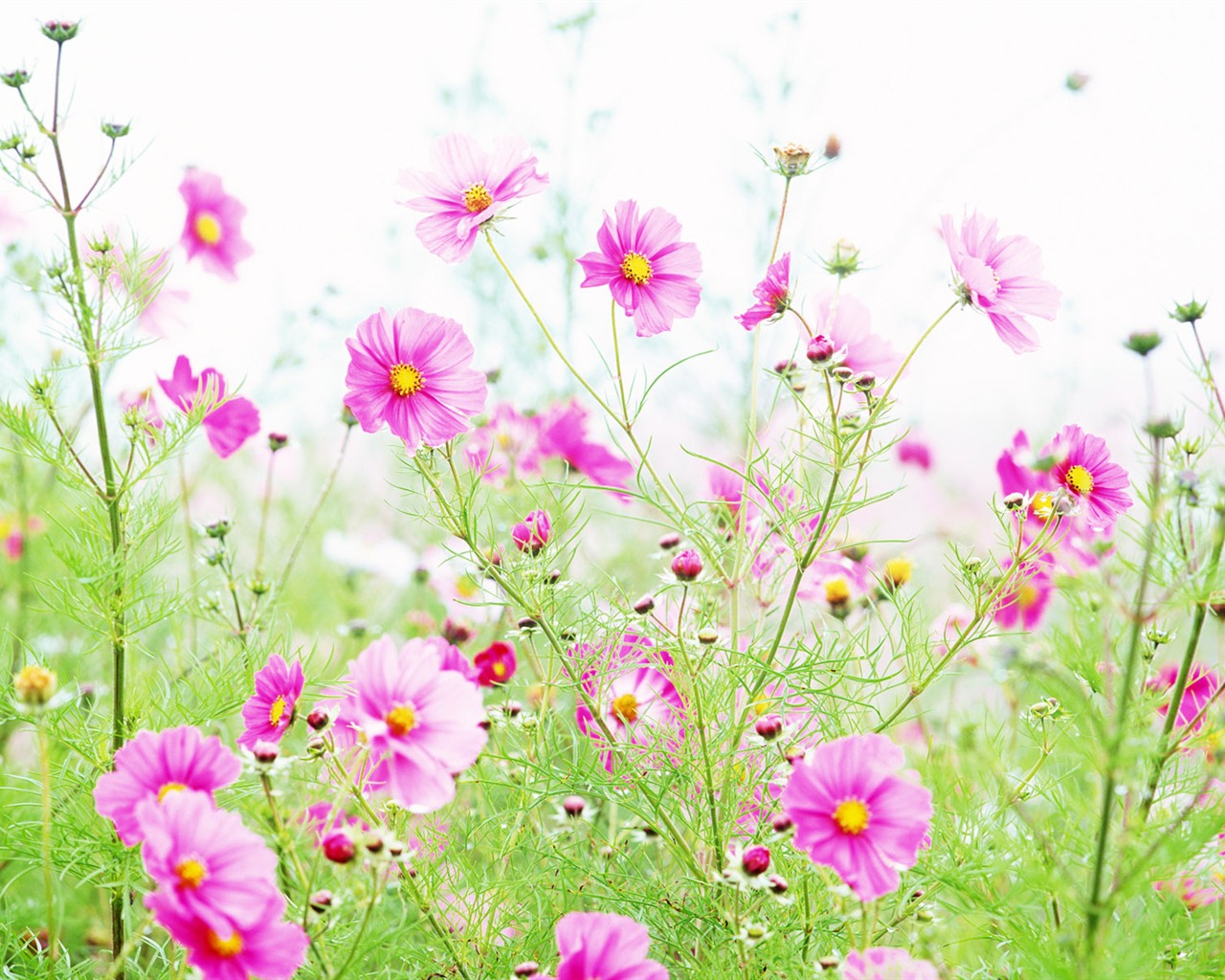 Fond d'écran de fleurs sauvages #5 - 1280x1024
