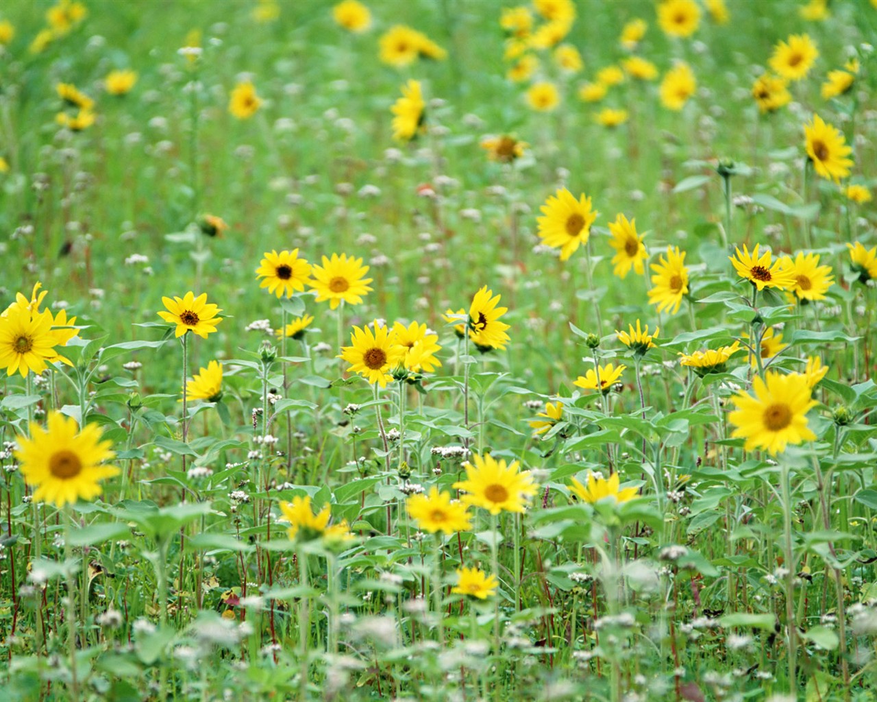 Wildflower Hintergrundbilder #13 - 1280x1024
