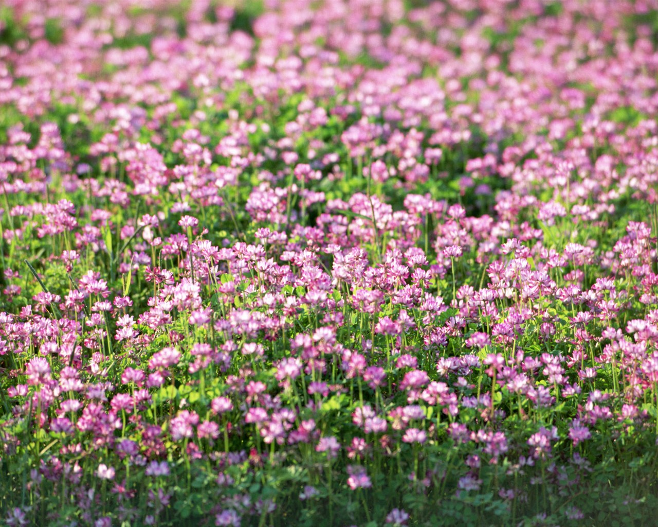 Wildflower Hintergrundbilder #23 - 1280x1024