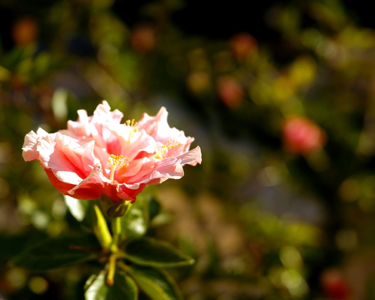 Beautiful Flowers wallpaper (1) #37 - 1280x1024