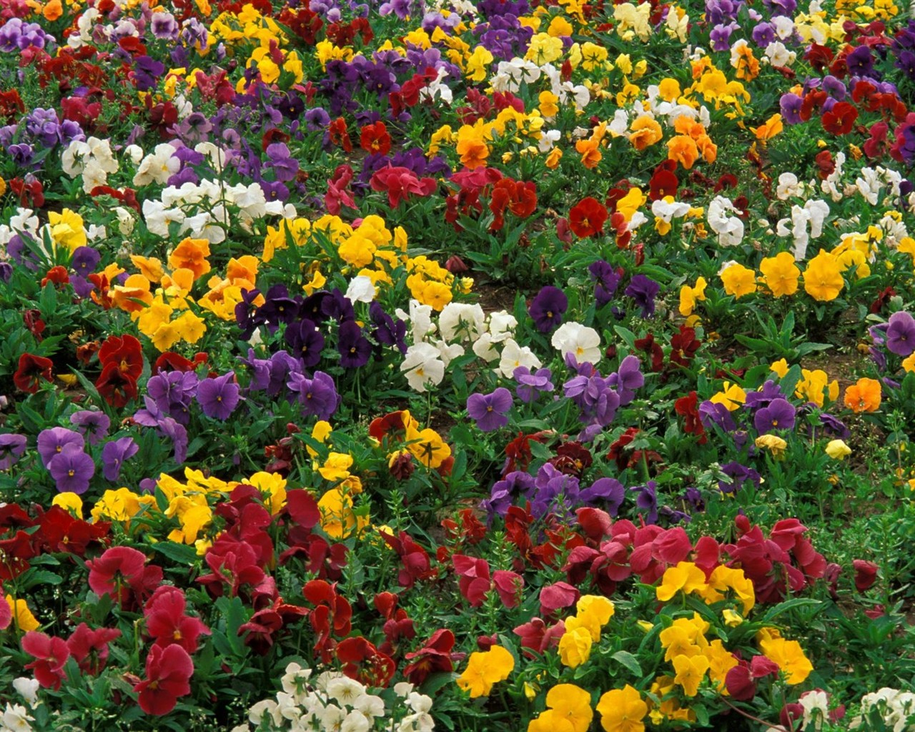 Hermoso fondo de pantalla Flores (2) #4 - 1280x1024