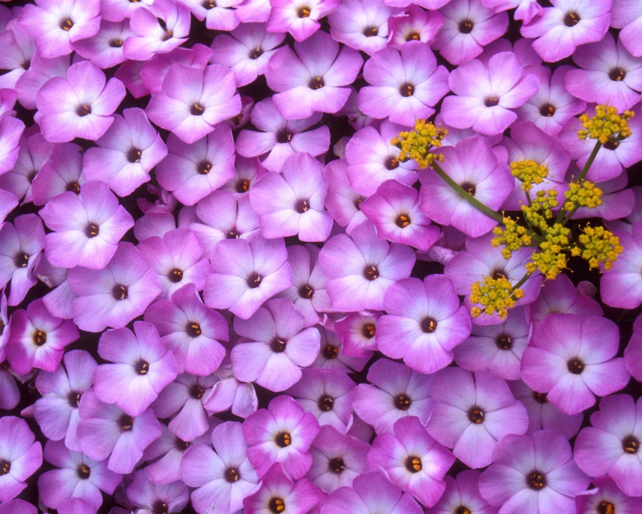 Beautiful Flowers wallpaper (2) #10 - 1280x1024