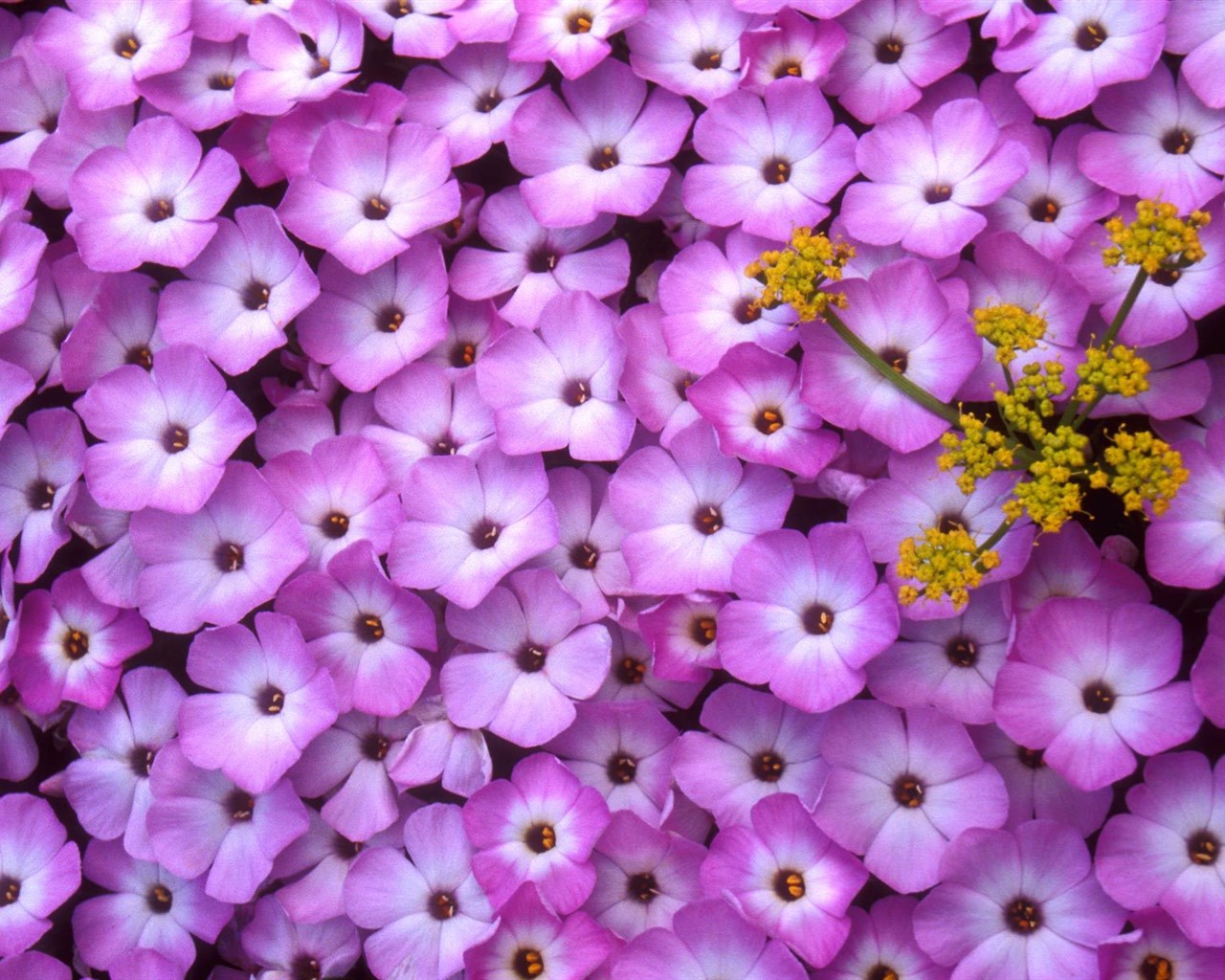 Hermoso fondo de pantalla Flores (2) #10 - 1280x1024