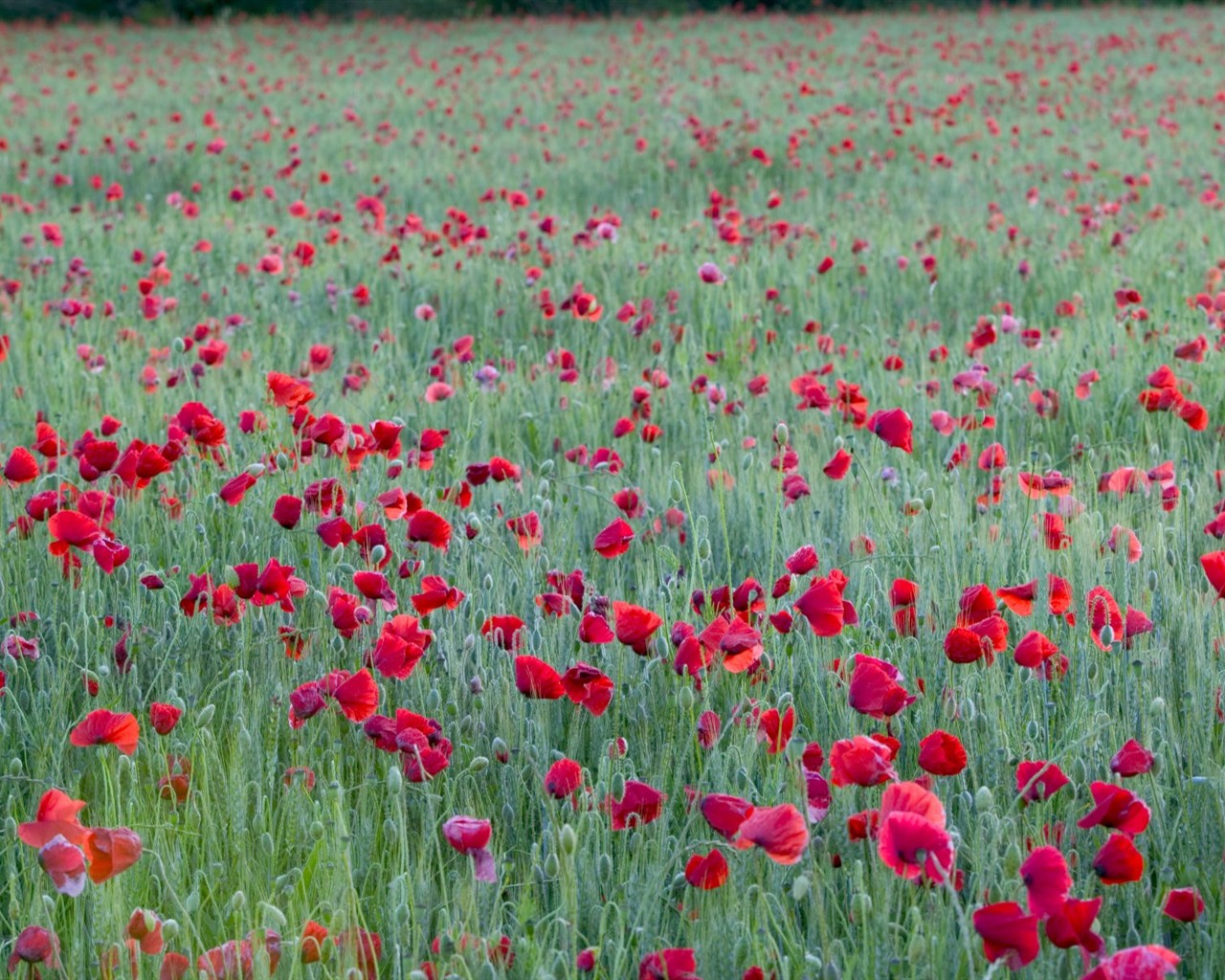 美丽鲜花桌面壁纸(二)34 - 1280x1024