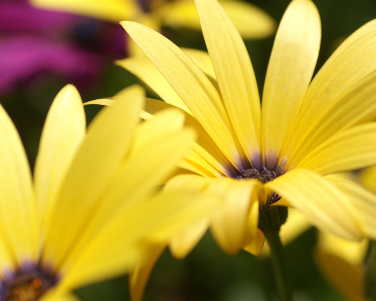 fondos de escritorio de flores brillantes de cerca #5 - 1280x1024