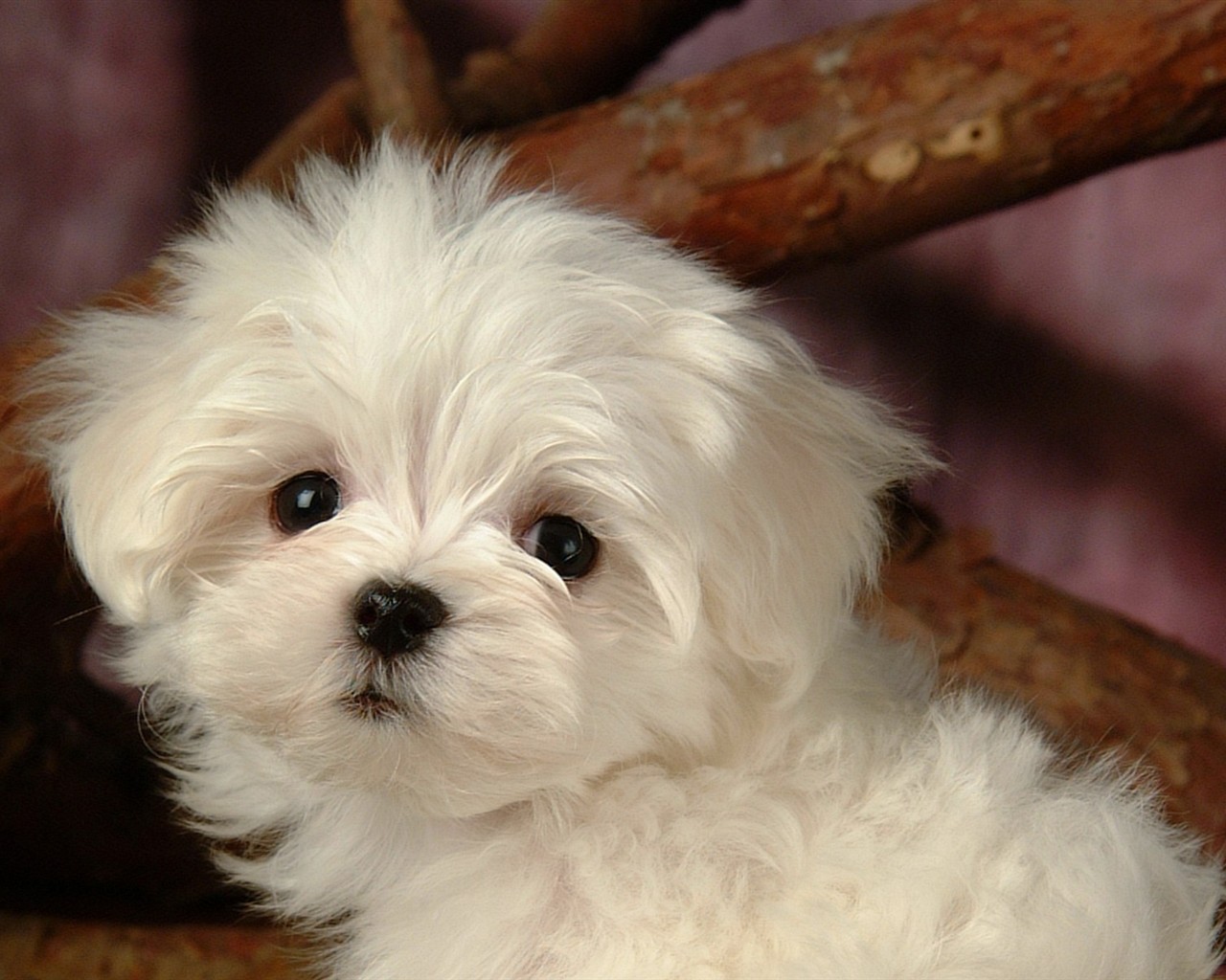 Fluffy little dog wallpaper #25 - 1280x1024