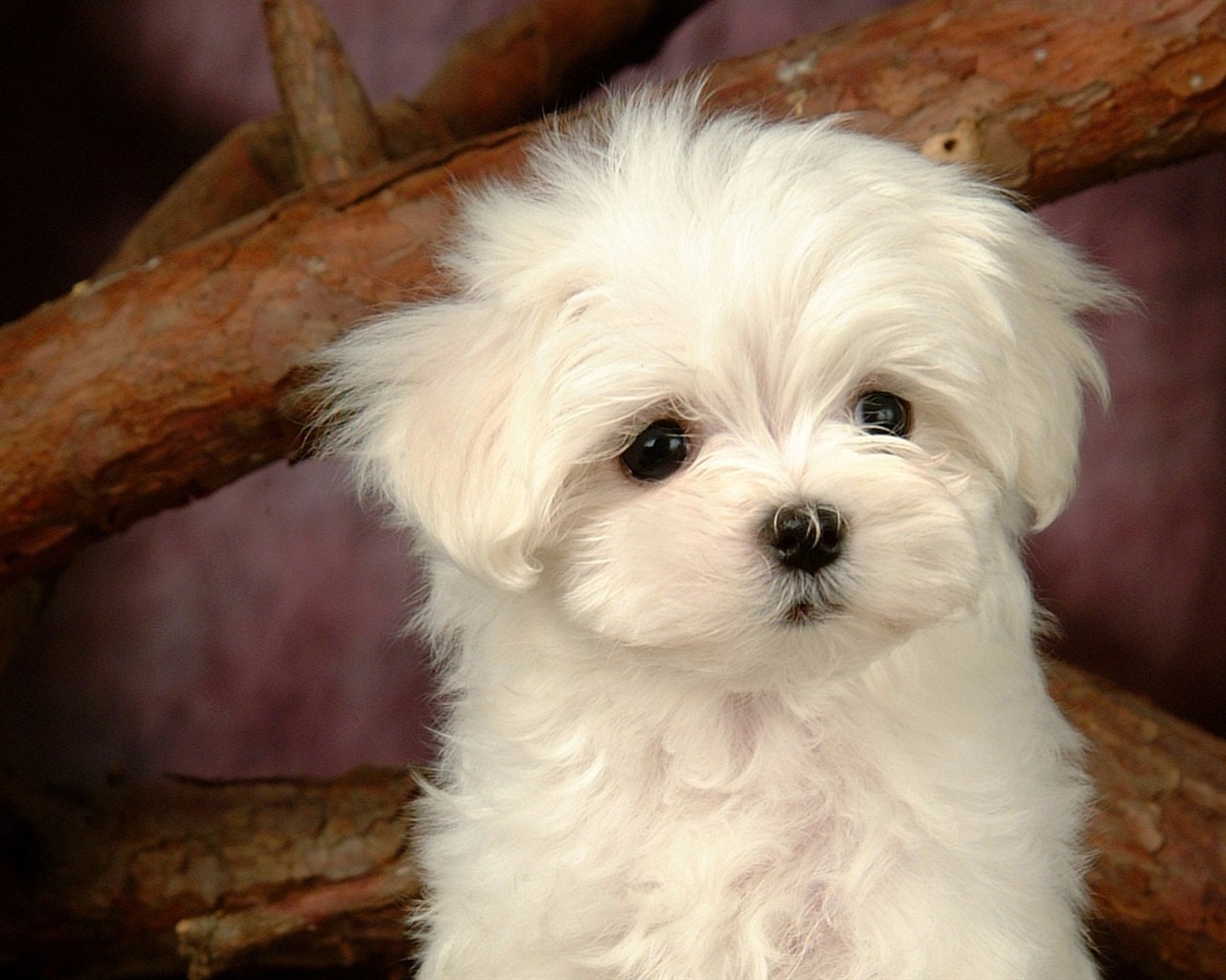 Fluffy little dog wallpaper #29 - 1280x1024