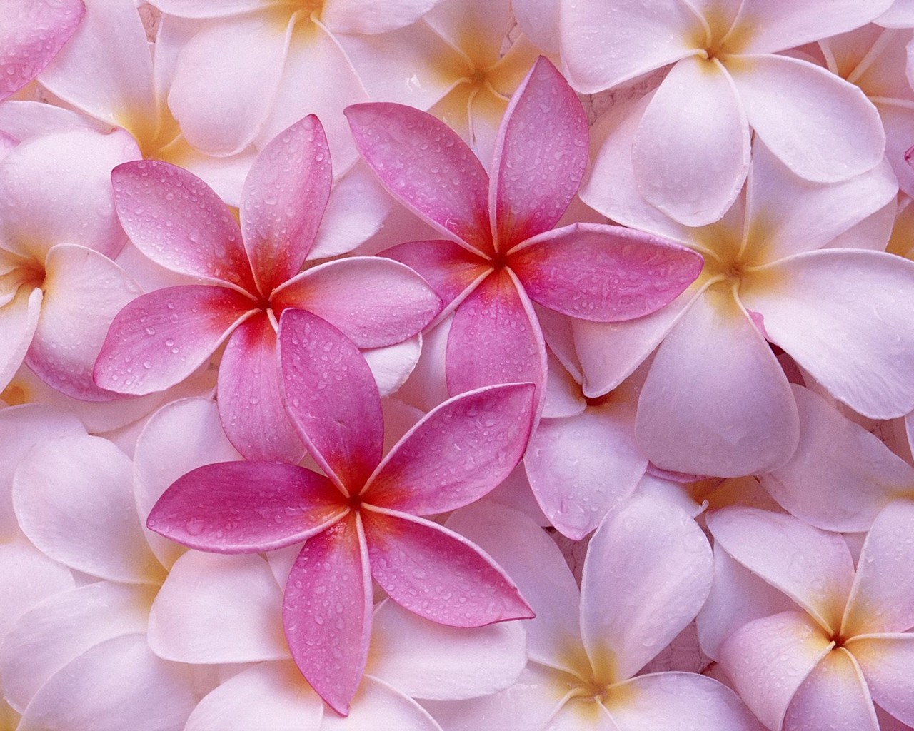 Hermoso fondo de pantalla Flores (3) #10 - 1280x1024
