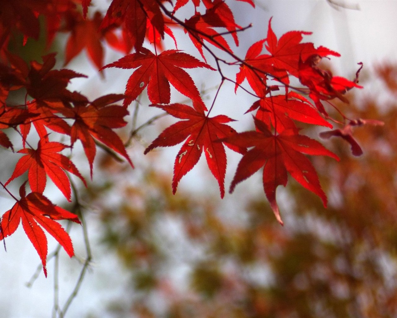 Japan Tour: Rokko Mountain feuilles #1 - 1280x1024