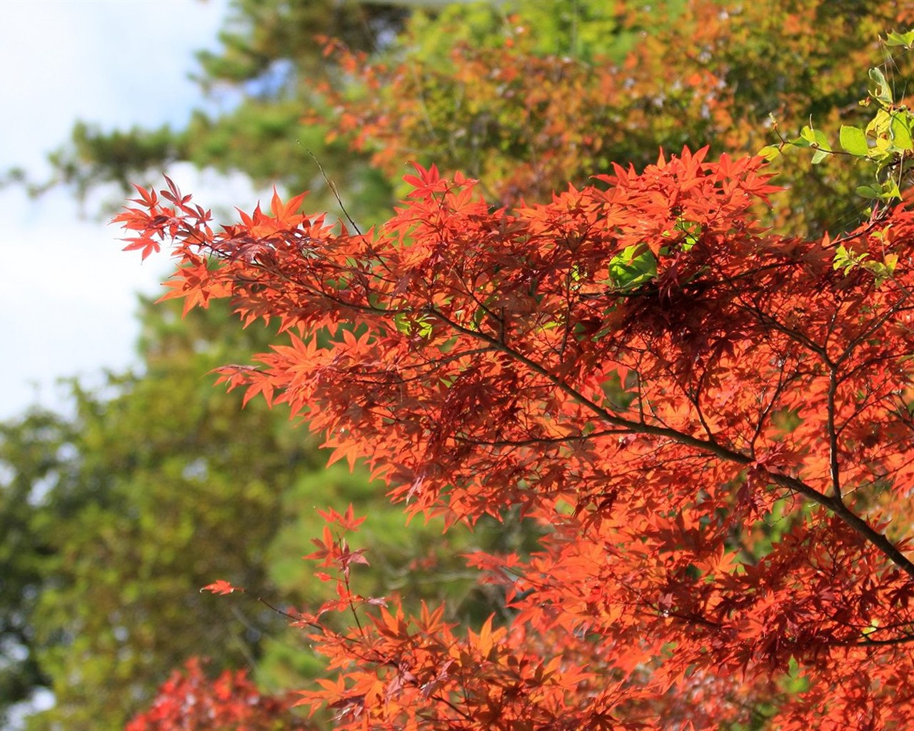 Japan Tour: Rokko Mountain feuilles #3 - 1280x1024