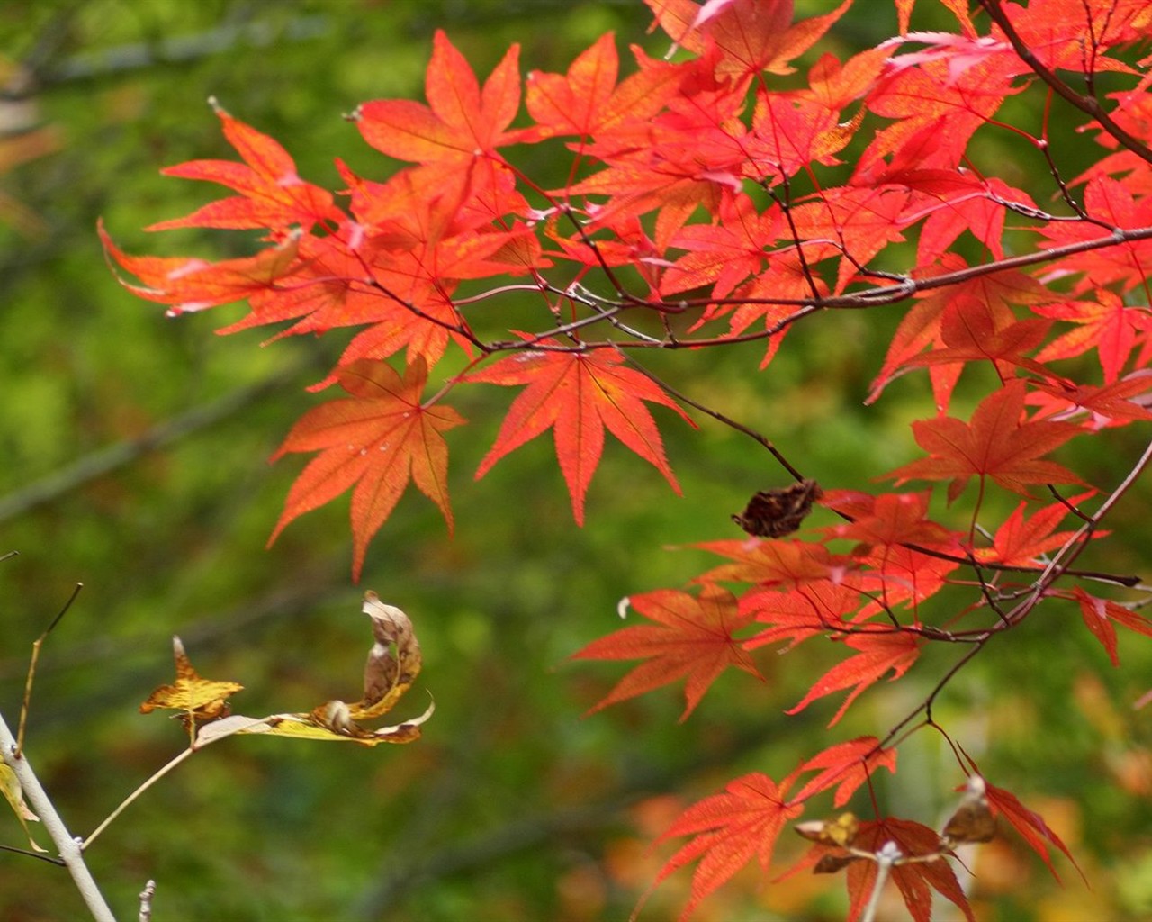 Japan Tour: Rokko Mountain feuilles #5 - 1280x1024