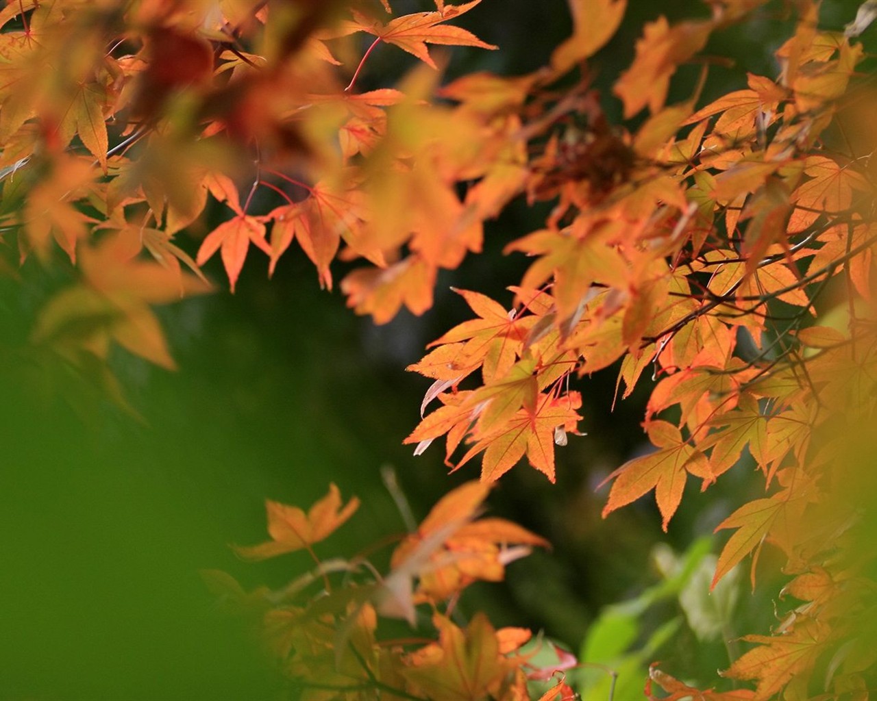 Japan Tour: Rokko Mountain feuilles #6 - 1280x1024